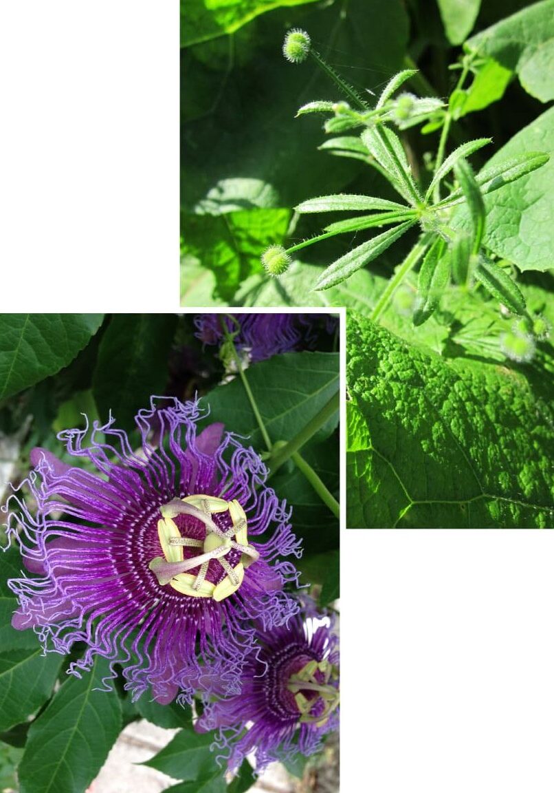 A close up of the flower and leaves of a plant.